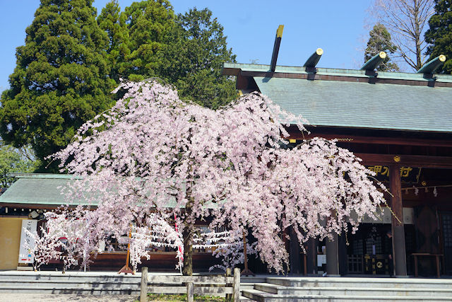 射水神社の桜