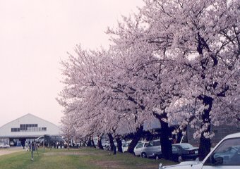 陸上自衛隊金沢駐屯地の中の桜