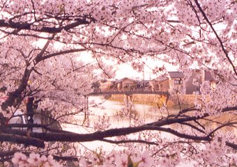 主計町の桜のすき間から見た中の橋