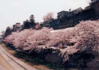 桜橋の上から清川町方向のながめ