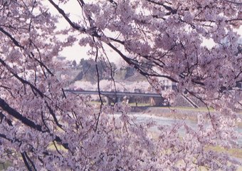 右岸からの桜橋