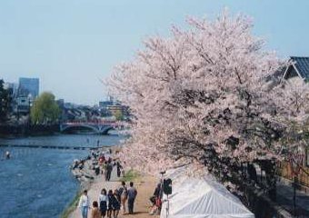 梅の橋の上から河川敷の桜と浅野川大橋を見る