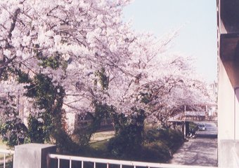 金沢美術工芸大学のキャンパスの中の桜