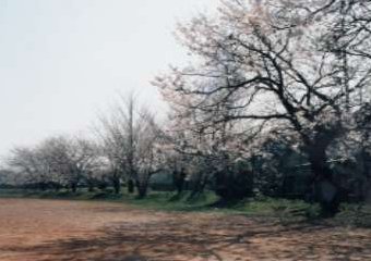 金沢大学工学部の運動場の桜