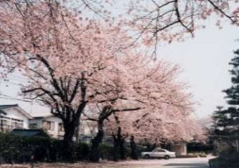 弥生小学校の校門付近の桜