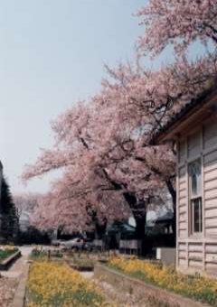 弥生小学校の桜