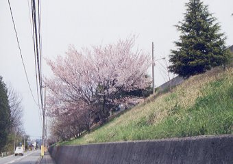 道路から見た金沢刑務所の桜