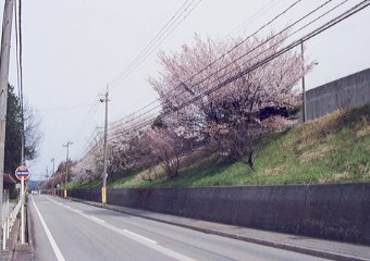 道路から見た金沢刑務所の桜