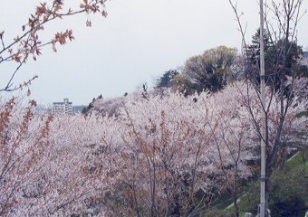 金沢桜丘高校