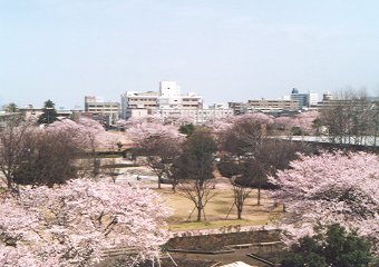 金沢南運動公園と陸上競技場の桜