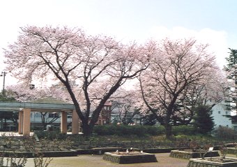 金沢南運動公園の桜