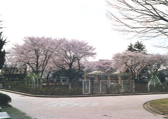 金沢南運動公園の桜