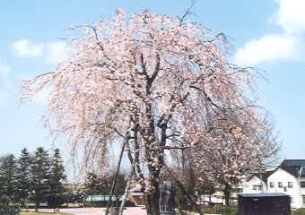 金沢南運動公園のしだれ桜