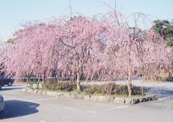卯辰山公園のしだれ桜