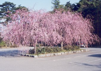 卯辰山公園のしだれ桜