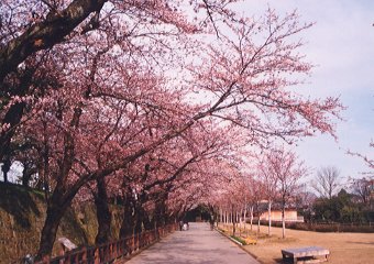 金沢城公園・内堀の横の桜