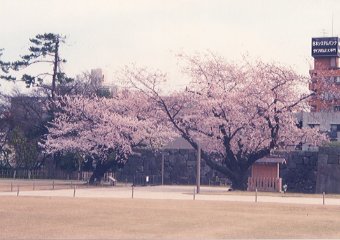 金沢城公園・大手門のところの桜
