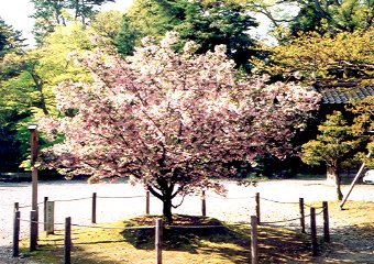 兼六園菊桜１本目の全景