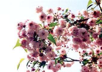 兼六園菊桜