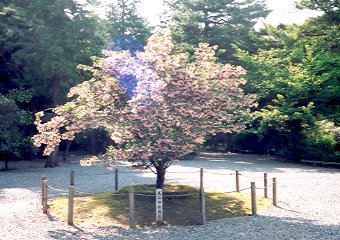もう１本の兼六園菊桜