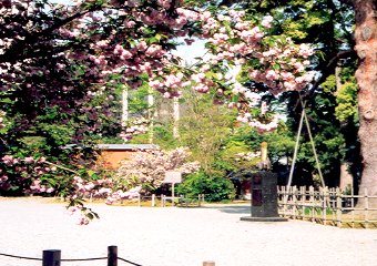 本殿横の兼六園菊桜