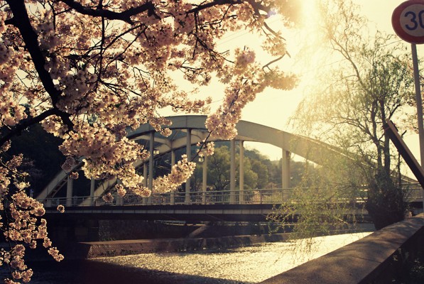 桜の向こうに見える天神橋