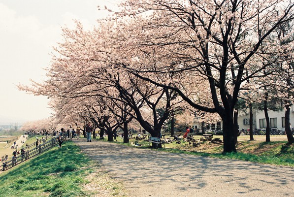 児童会館前の犀川緑地公園の桜