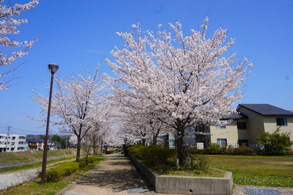 田上桜の道公園