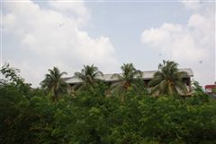 椰子の木と民家