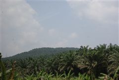 椰子の木の山