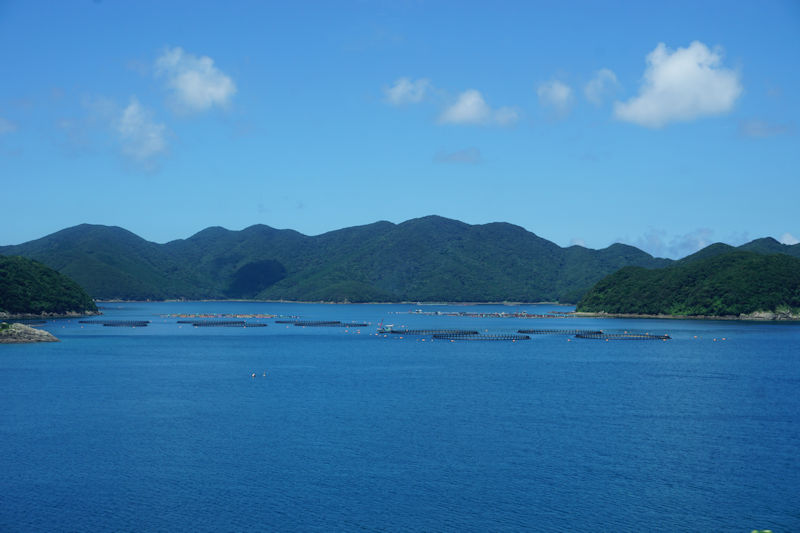 �}�O���̗{�B