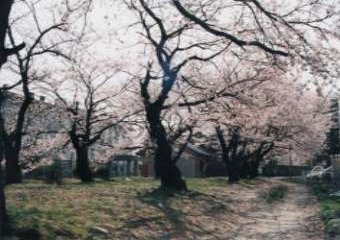 金沢大学工学部の前の辰巳用水沿いの桜