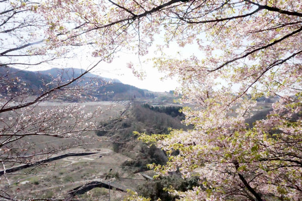 清水町の桜