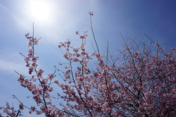 清水町の桜