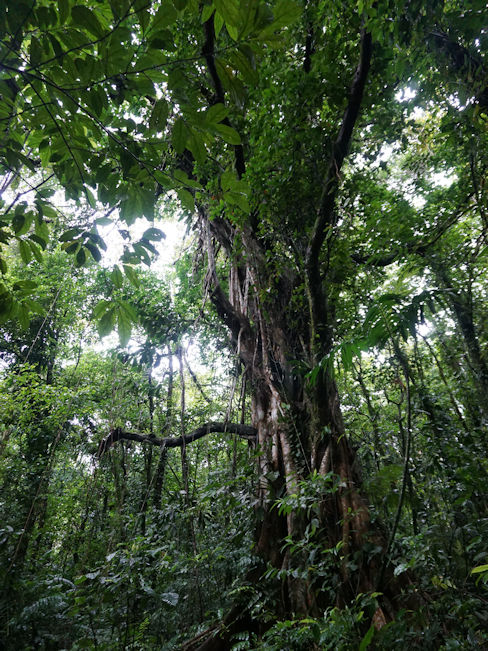 fig@tree