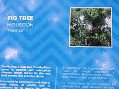 fig@tree